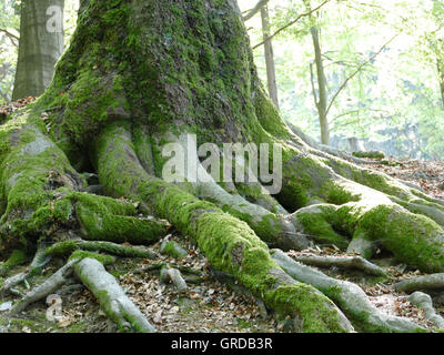 Mighty Old Tree In The Forest, Roots Stock Photo