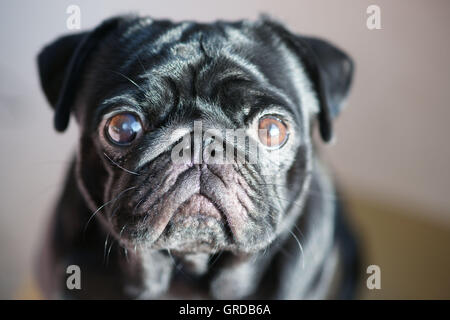 Black Pug Looks Interested, Portrait Stock Photo