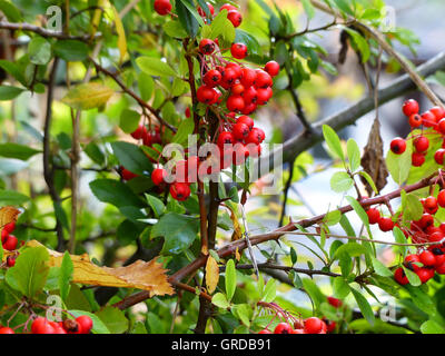Ripe Rowan Berries On Rowan Tree Stock Photo