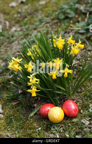 Easter, Coloured Easter Eggs Hidden Next To Daffodils Stock Photo