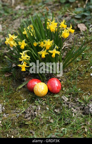 Easter, Coloured Easter Eggs Hidden Next To Daffodils Stock Photo