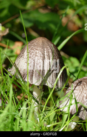 Coprinus Mushrooms In Grass Stock Photo