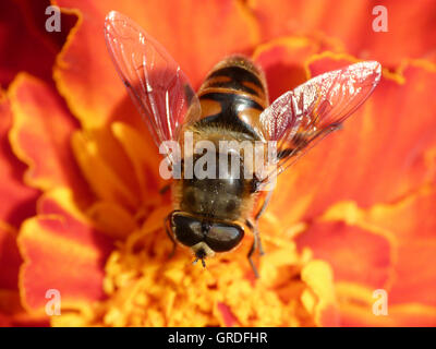 Honeybee On Tagetes Flower, Macro Stock Photo
