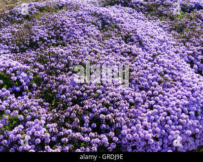 Common Thyme In Bloom, Thymus Vulgaris Stock Photo