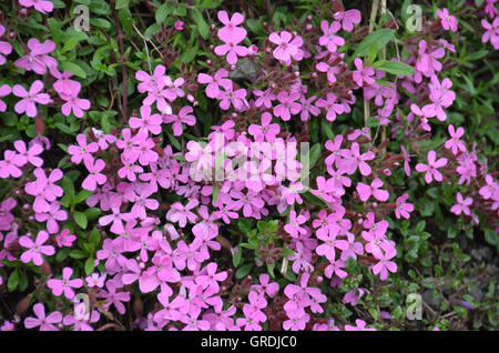 Cushion Pink Moss Campion, Silene Acaulis, Alpine Plant Stock Photo