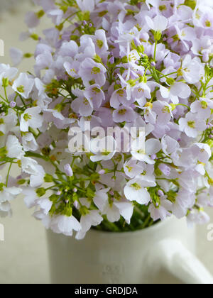 Bunch Of Cuckooflower In A Mug, Cardamine Pratensis, Flower Of The Year In 2006 Stock Photo