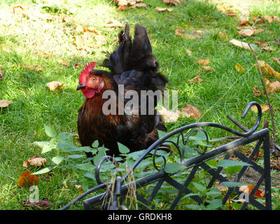 Freerunning Maran Hen, Happy Hen Stock Photo