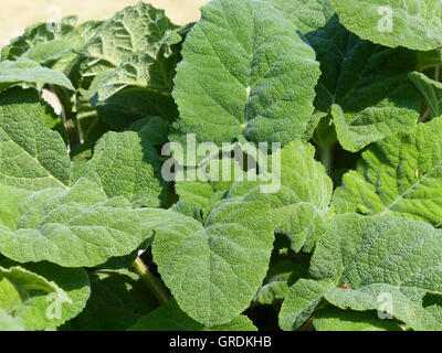 Large Green Clary Sage Leaves, Salvia Sclarea Stock Photo