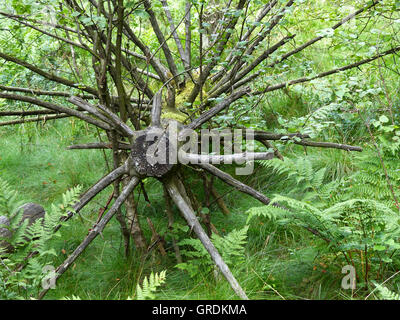 Bizarre Dead Tree In Red Moor, Rhoen, Germany Stock Photo