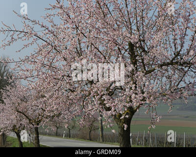 Almond Blossom At German Wine Route, Palatinate Stock Photo