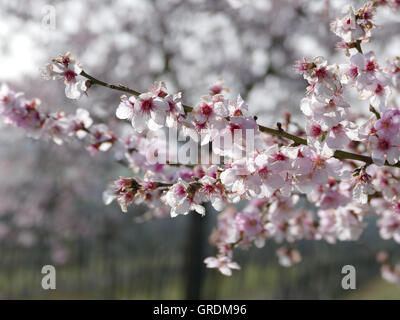 Almond Blossom At German Wine Route, Palatinate Stock Photo