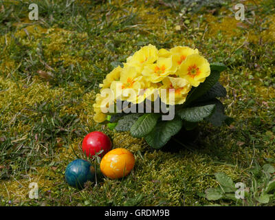Easter, Colored Eggs And Yellow Primroses In A Meadow Stock Photo