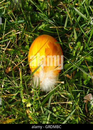 Yellow Easter Egg Lying In The Grass Stock Photo