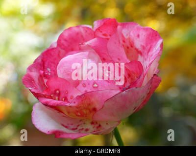 Pink Rose Withering Stock Photo