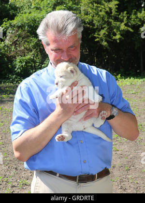 Zoo Director Dr. Kai Perret Presents White Lion Cubs At Zoo Magdeburg Stock Photo