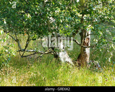 Hairy Birches In Black Moor, Rhoen Stock Photo