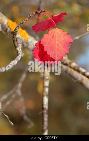 Aspen Leaves In Fall, Populus Tremula Stock Photo