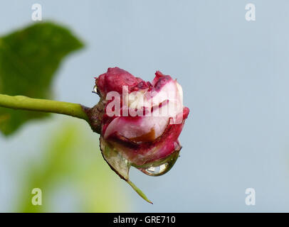 Bud Of A Pink Rose With A Water Drop Stock Photo