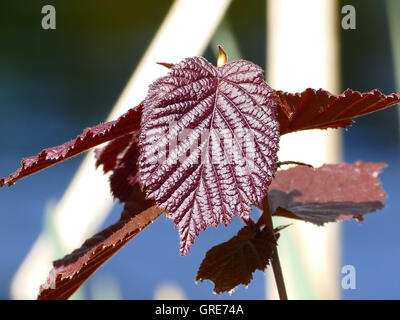 Blood Hazel, Leaves Of Blood Hazel Bush In Spring Stock Photo