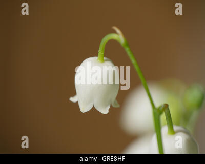 Lily Of The Valley, Convallaria Majalis, Toxic Plant Stock Photo