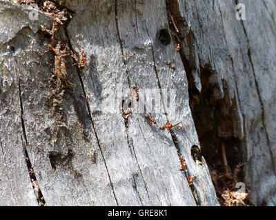 Red Wood Ants On A Tree Stump Stock Photo