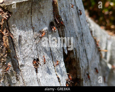 Red Wood Ants On A Tree Stump Stock Photo