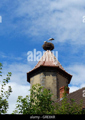 White Storks In A Stork Nest Stock Photo