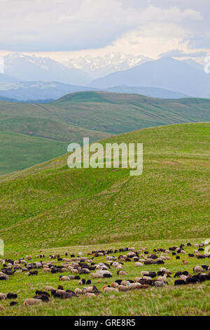 flock of sheep is grazed on a pasture in mountains Stock Photo - Alamy