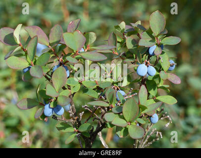 Bog Blueberries In The Moor, Vaccinium Uliginosum