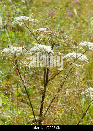 Umbellifer, Apiaceae, And Various Grasses On A Meadow Stock Photo