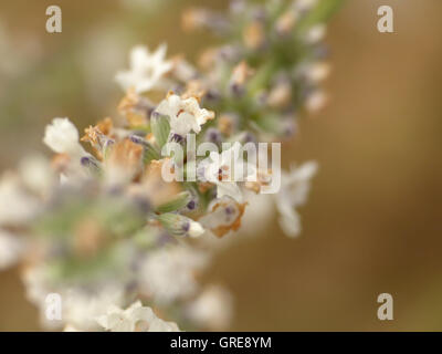 White Lavender, Macro, Lavandula Augustifolia Stock Photo