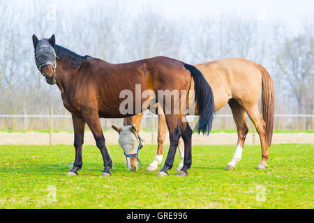 pair of free horses with blinders Stock Photo
