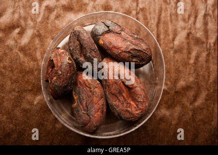 cocoa seeds roasted Stock Photo