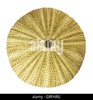 Sea urchin overhead view isolated on white Stock Photo