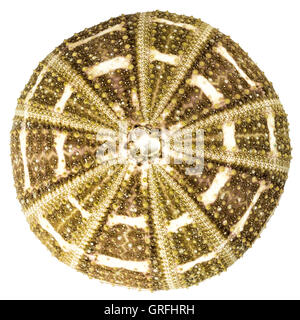 Sea urchin overhead view isolated on white Stock Photo