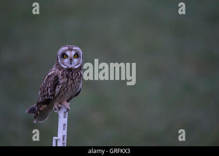 Short-eared Owl / Sumpfohreule ( Asio flammeus ) at dawn in last twilight, perched on a fence pole, intensive bright eyes. Stock Photo