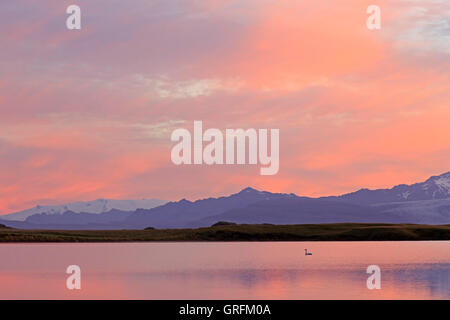 Sunset in Iceland with a Whooper swan swimming on the lake Stock Photo