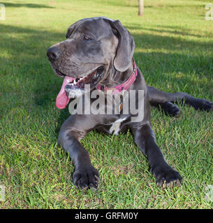 Grey Great Dane puppy laying in the shade on a hot day Stock Photo