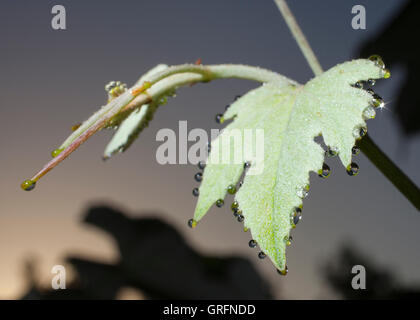 Dew collected on the side of a grape leaf in the morning Stock Photo