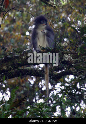 Jakarta, Jakarta, Indonesia. 7th Sep, 2016. The release of primates ...