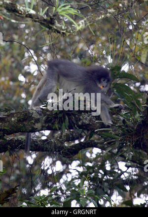 Jakarta, Jakarta, Indonesia. 7th Sep, 2016. The release of primates ...