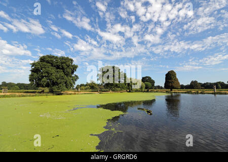 Bushy Park, SW London, UK. 7th September 2016. Half of the Heron Pond is covered in a layer of algae at Bushy Park, the Royal Deer Park in South West London. Credit:  Julia Gavin UK/Alamy Live News Stock Photo