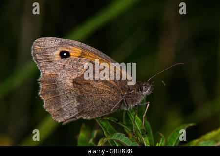 Profile of a Gatekeeper - Pyronia tithonus sometimes known as the Hedge Brown. Found at Willington, Derbyshire, England, UK Stock Photo