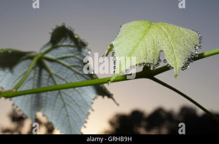 Leaves and vines on a grapevine dripping with morning dew Stock Photo