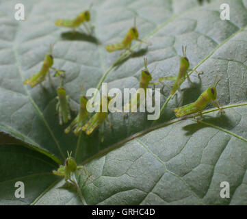 Small grasshoppers that have collected on a morning glory leaf Stock Photo