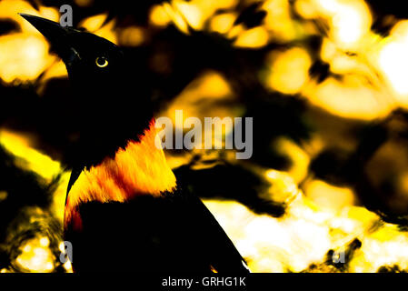 Black and yellow bird locked in a cage dreaming of flying away Stock Photo