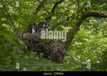 Black Storks / Schwarzstoerche ( Ciconia nigra ), relaxed offspring in nest, nesting high up in an old beech tree, sleeping. Stock Photo