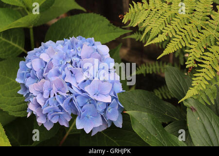 Blue lavender hydrangea in a spring garden in spring, with a fern and lush foliage, beautiful and delicate Stock Photo