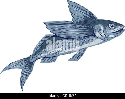 Flying Fish Drawing Stock Vector