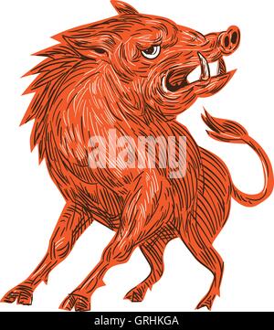 Angry Razorback Ready To Attack Drawing Stock Vector